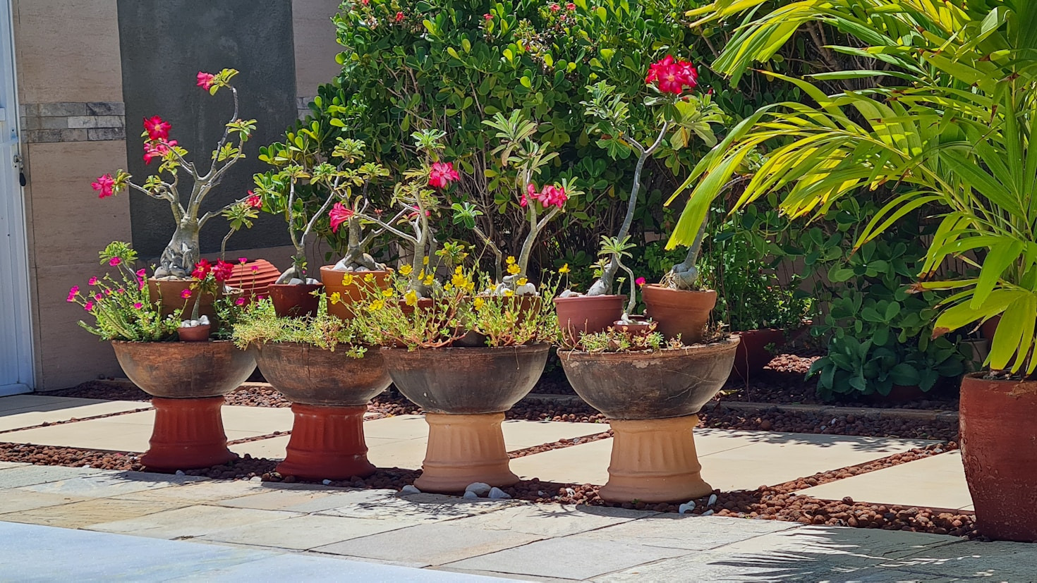 Best Fruiting Plants For Intense Desert Sun