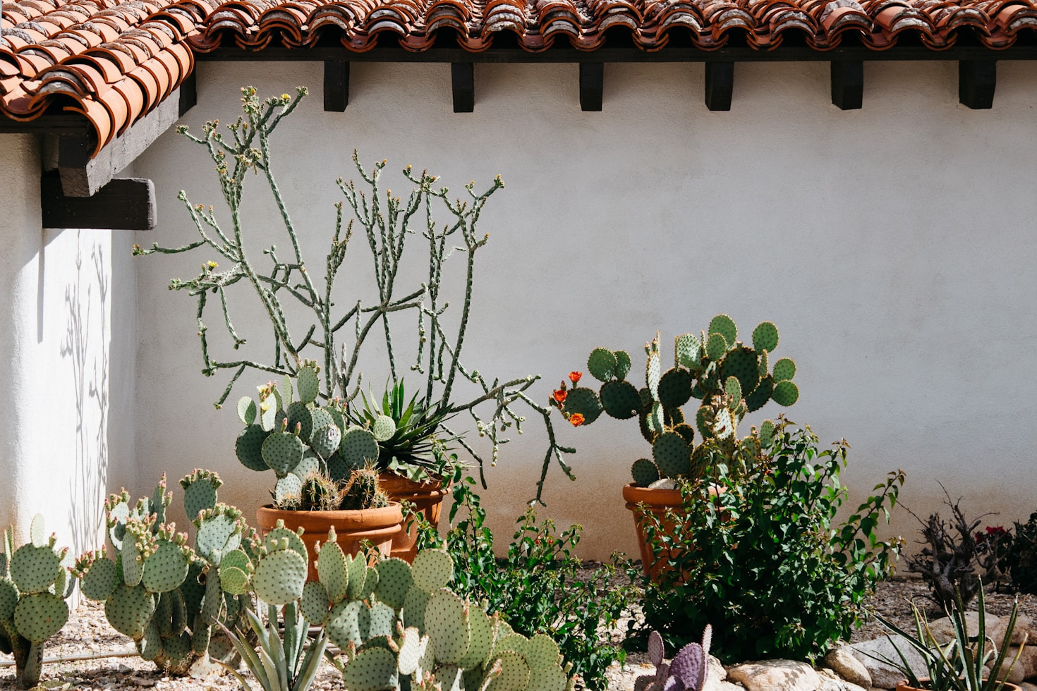 Unusual Tropicals That Love The Sonoran Climate